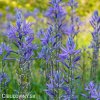 ladonik modry camassia caerulea 5