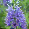 ladonik modry camassia caerulea 1