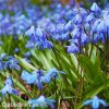 modra ladonka sibirska scilla siberica 3