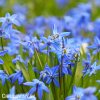 modra ladonka sibirska scilla siberica 1