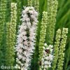 suskarda liatris floristan alba 7