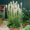 suskarda liatris floristan alba 10