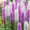 liatris mix suskarda smes 2