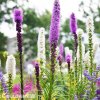 liatris mix suskarda smes 3