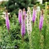 liatris mix suskarda smes 5