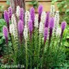 liatris mix suskarda smes 1