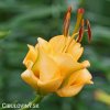 zluta lilie apricot fudge 1