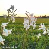 lilium candidum 11