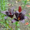 cerna lilie asijska black charm 2