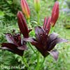 cerna lilie asijska black charm 4