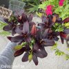 cerna lilie asijska black charm 5