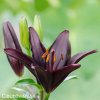 cerna lilie asijska black charm 6