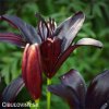 cerna lilie asijska black charm 7
