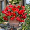 cervena plnokveta begonie previsla 2
