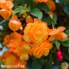 oranzova previsla begonie plnokveta 3