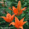 oranzova lilie asijska oange ton 2