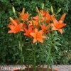 oranzova lilie asijska oange ton 3