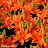 oranzova lilie asijska oange ton 4