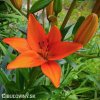 oranzova lilie asijska oange ton 5