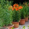 oranzova lilie asijska oange ton 6