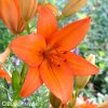 oranzova lilie asijska oange ton 1