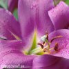 fialova lilie orient purple lady 5