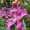 ruzova lilie orient robina 4
