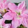 ruzova Lilie Roselily Editha 2