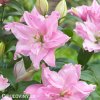 ruzova Lilie Roselily Editha 4