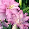 ruzova Lilie Roselily Editha 5