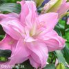 ruzova Lilie Roselily Editha 1