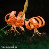 oranzova lilie tygri lancifolium 4