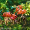 oranzova lilie tygri lancifolium 10