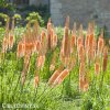 oranzovy Liliochvostec Eremurus cleopatra 3