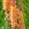 oranzovy Liliochvostec Eremurus cleopatra 5