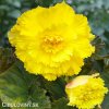 zluta begonie trepenita 3