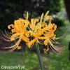 zluta pavouci lilie lycoris 3