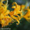 zluta pavouci lilie lycoris 6