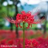 cervena pavouci lilie lycoris 3