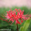 cervena pavouci lilie lycoris 4