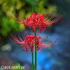 cervena pavouci lilie lycoris 6