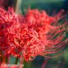 cervena pavouci lilie lycoris 7