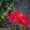 cervena pavouci lilie lycoris 8