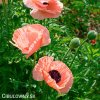 ruzovy mak papaver helen elisabeth 3