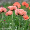 ruzovy mak papaver helen elisabeth 5