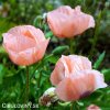 ruzovy mak papaver helen elisabeth 6