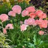 ruzovy mak papaver helen elisabeth 7