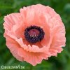 ruzovy mak papaver helen elisabeth 1