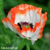 bilo cerveny mak vychodni papaver pinnacle 3