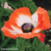 bilo cerveny mak vychodni papaver pinnacle 7